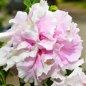 Graines de Pétunia Cascade Pink Orchid Mist Hybride F1