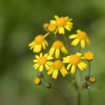 Packera aurea - Séneçon doré, séneçon jacobée