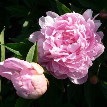 Pivoine lactiflora Sarah Bernhardt