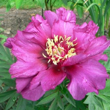 Paeonia 'Itoh Morning Lilac' - Souche de 3 à 5 yeux