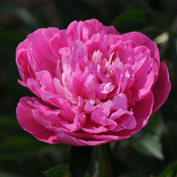 Pivoine lactiflora Amabilis