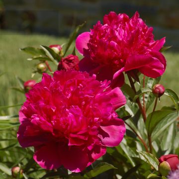 Pivoine lactiflora Big Ben