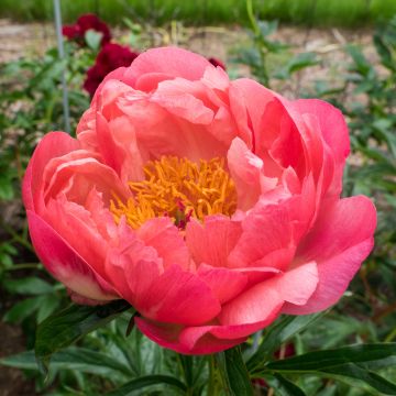 Pivoine lactiflora Coral Charm