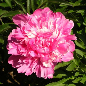 Pivoine lactiflora Edulis Superba