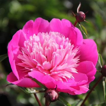 Pivoine lactiflora Madame Emile Debatène