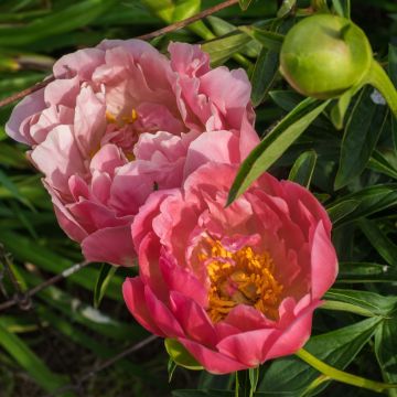 Pivoine lactiflora Pink Hawaiian Coral