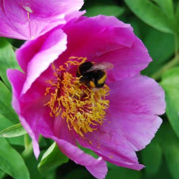 Pivoine botanique - Paeonia mascula