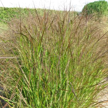 Panic érigé - Panicum virgatum Squaw