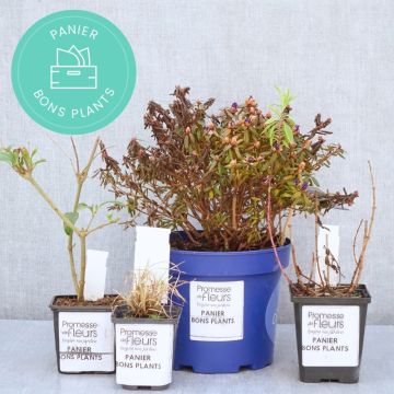 Panier Bons Plants
