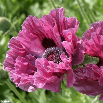 Pavot d'Orient Manhattan - Papaver orientale