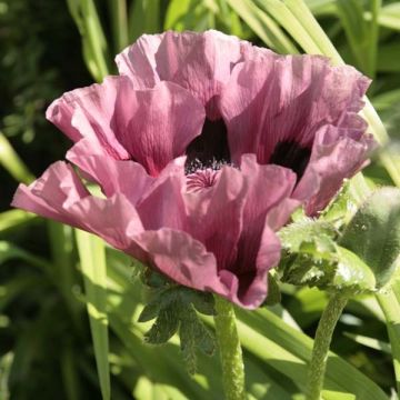 Pavot d'Orient - Papaver orientale Patty's Plum