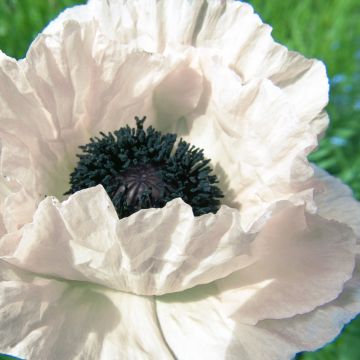 Pavot d Orient - Papaver orientale Royal Wedding