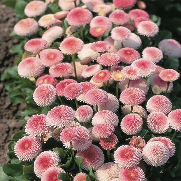 Pâquerette Tasso Strawberries & Cream - Bellis Perennis