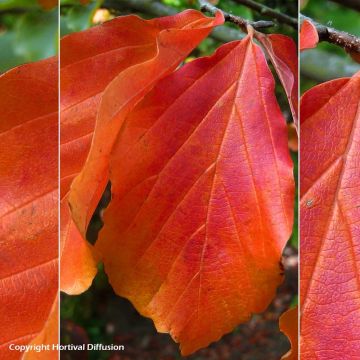 Parrotia persica Bella - Arbre de fer