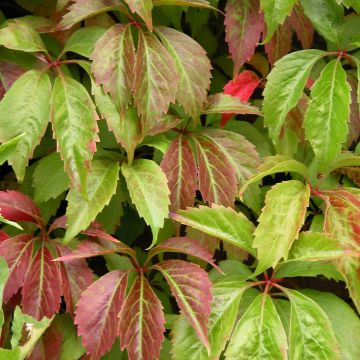 Vigne vierge - Parthenocissus quinquefolia Engelmannii