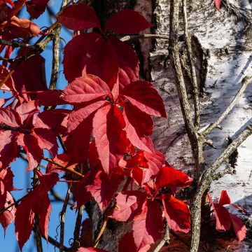 Vigne vierge - Parthenocissus quinquefolia Red Wall