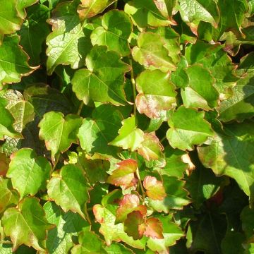 Vigne vierge - Parthenocissus tricuspidata Minutifolia