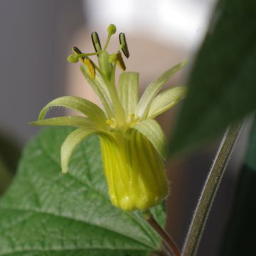 Passiflora citrina - Fleur de la passion
