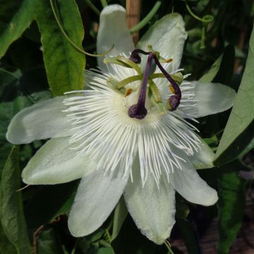 Passiflora subpeltata - Fleur de la Passion