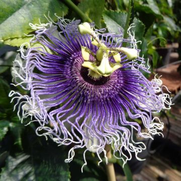 Fleur de la passion violette - Vente Passiflora violacea