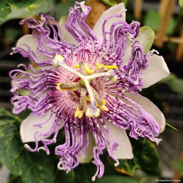 Passiflore Eia popeia - Passiflora (x) incarnata