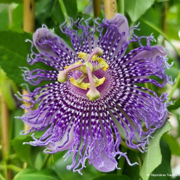 Passiflore Eia popeia - Passiflora (x) incarnata