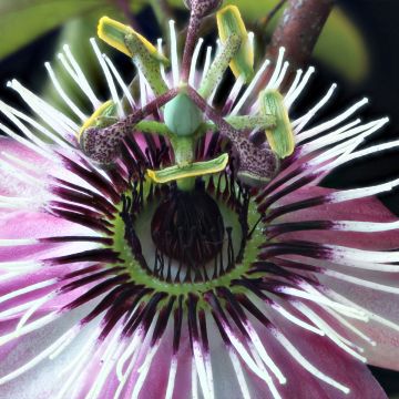 Passiflora  Le Peuple d'À Côté