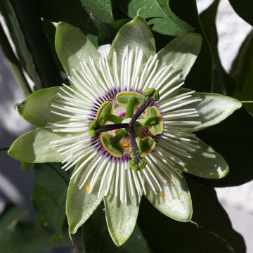 Passiflore - Passiflora White Lightening