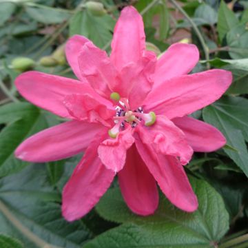 Passiflore insignis Pink Passion cov - Fleur de la Passion