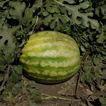 Pastèque Crimson Sweet - Citrullus lanatus