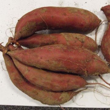 Patate douce Beauregard en plants BIO - Ipomoea batatas