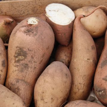 Patate douce Bonita en plants - Ipomoea batatas