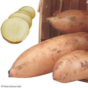Patate douce Bonita en plants BIO - Ipomoea batatas