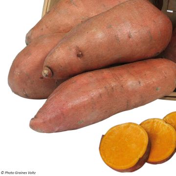 Patate douce Evangeline en plants BIO - Ipomoea batatas