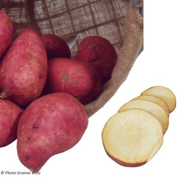 Patate douce Murasaki 29 en plants BIO - Ipomoea batatas