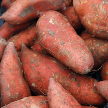 Patate douce Orléans en plants