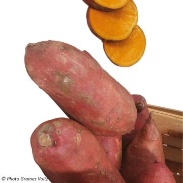 Patate douce Orléans en plants BIO - Ipomoea batatas