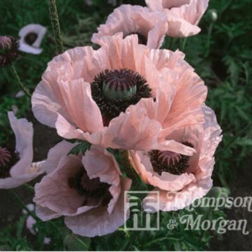 Graines de Pavot D'Orient Coral Reef - Papaver orientale