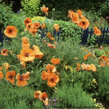 Pavot d Orient - Papaver orientale Harvest Moon