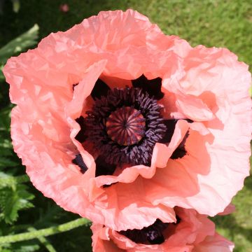 Pavot d'Orient Little Dancing Girl - Papaver orientale