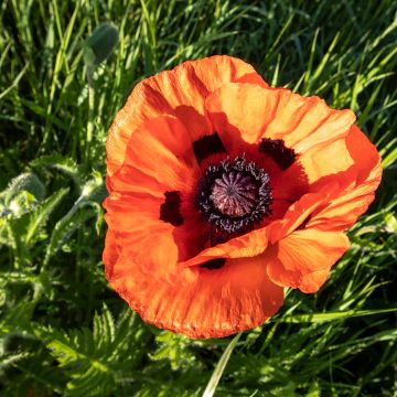 Pavot d Orient - Papaver orientale Harvest Moon