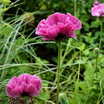 Pavot d Orient - Papaver orientale Lilac Girl