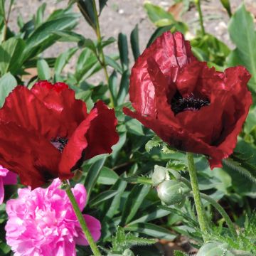 Pavot d'Orient Royal Chocolate Distinction - Papaver orientale