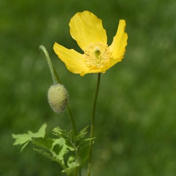 Pavot, Meconopsis cambrica - Pavot du Pays de Galles 