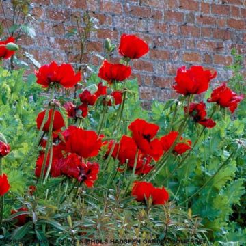 Pavot d'Orient, Papaver or. Beauty of Livermere