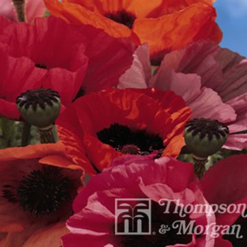 Graines de Pavot d'Orient Fruit Punch - Papaver orientale 