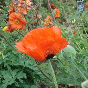 Pavot d'Orient - Papaver orientale Brilliant