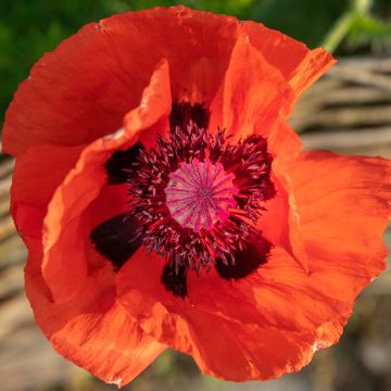 Pavot d Orient - Papaver orientale Brilliant