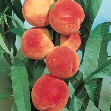 Pêcher J.H. Hale - Prunus persica