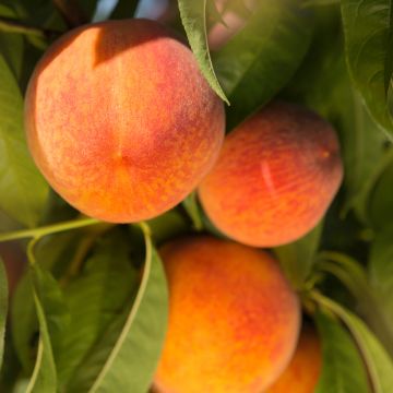 Pêcher Madeleine de Courson Bio Racines nues